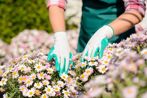 Eco-friendly garden clearance practices in Dulwich